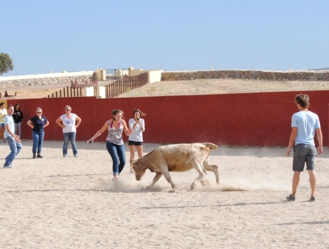Esquivando a la vaquilla